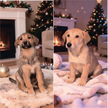 Собаки в добрые руки - Щенки - 2