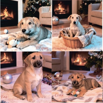 Собаки в добрые руки - Щенки - 3