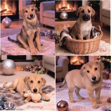 Собаки в добрые руки - Щенки - 4