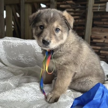 Собаки в добрые руки - Барон