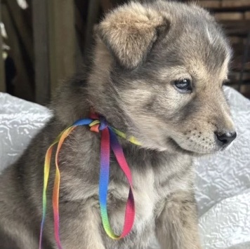 Собаки в добрые руки - Барон - 1