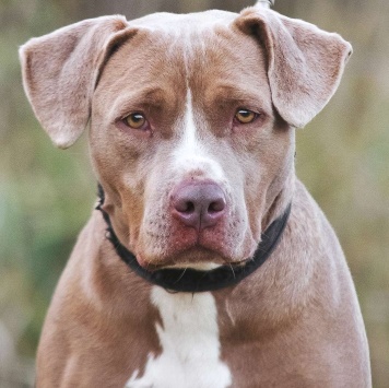 Собаки в добрые руки - Бежа