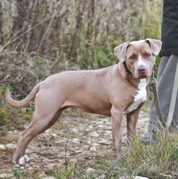 Собаки в добрые руки - Бежа - 1