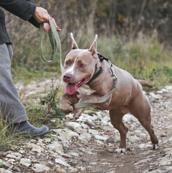Собаки в добрые руки - Бежа - 2