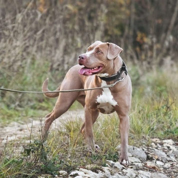 Собаки в добрые руки - Бежа - 3
