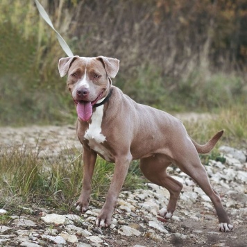 Собаки в добрые руки - Бежа - 4