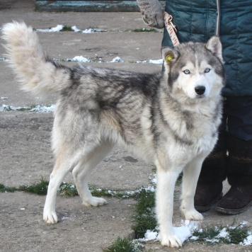 Собаки в добрые руки - Бриз
