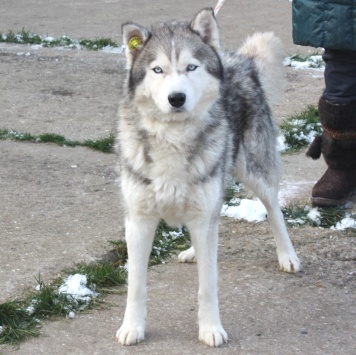 Собаки в добрые руки - Бриз - 1