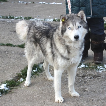 Собаки в добрые руки - Бриз - 2