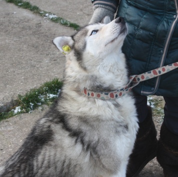 Собаки в добрые руки - Бриз - 3