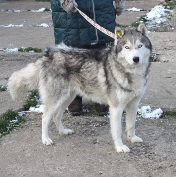 Собаки в добрые руки - Бриз - 4