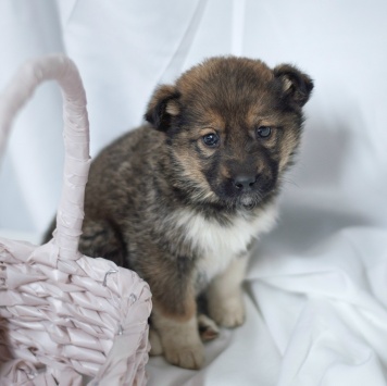 Собаки в добрые руки - Тася