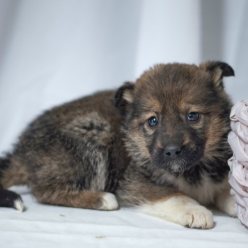 Собаки в добрые руки - Тася - 1