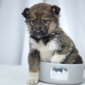 Собаки в добрые руки - Тася - 2