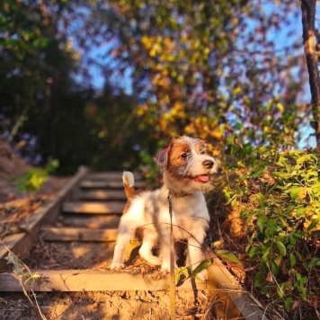 Дарси и Деймонд - Собаки в добрые руки
