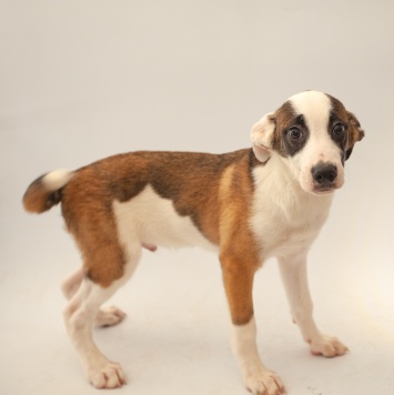 Собаки в добрые руки - Рэкс - 1