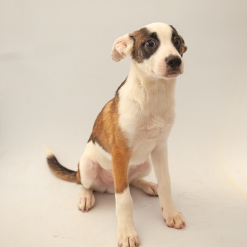 Собаки в добрые руки - Рэкс - 2