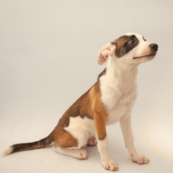 Собаки в добрые руки - Рэкс - 3