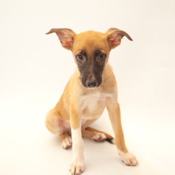 Собаки в добрые руки - Мартин