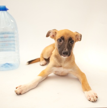 Собаки в добрые руки - Мартин - 1