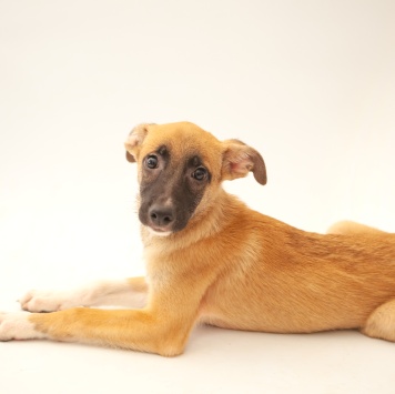 Собаки в добрые руки - Мартин - 2