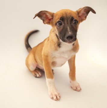 Собаки в добрые руки - Мартин - 3