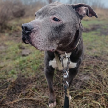 Собаки в добрые руки - Даниил - 1