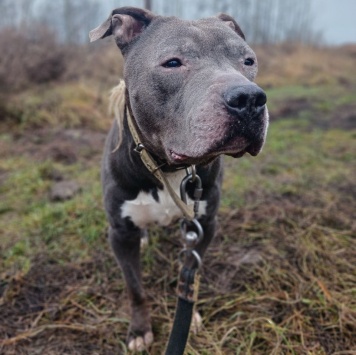 Собаки в добрые руки - Даниил - 2