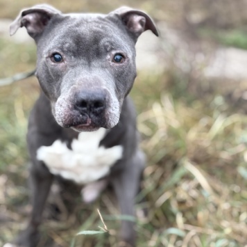 Собаки в добрые руки - Даниил - 3