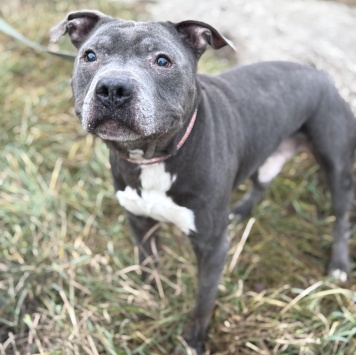 Собаки в добрые руки - Даниил - 4