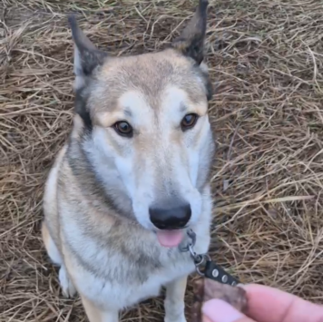 Собаки в добрые руки - Джеки