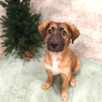 Барни - Собаки в добрые руки