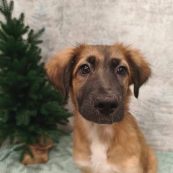 Собаки в добрые руки - Барни - 1