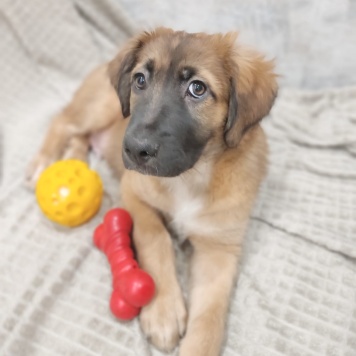 Собаки в добрые руки - Барни - 2