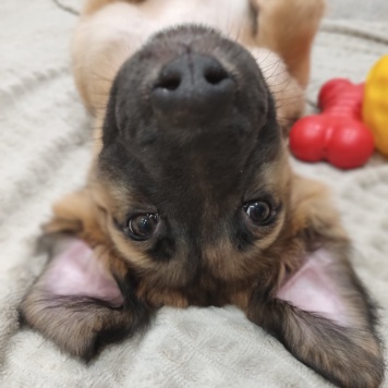 Собаки в добрые руки - Барни - 3