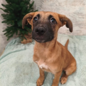 Ладушка - Собаки в добрые руки