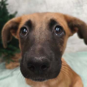 Собаки в добрые руки - Ладушка - 1