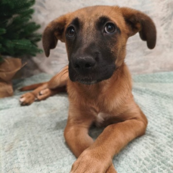 Собаки в добрые руки - Ладушка - 2