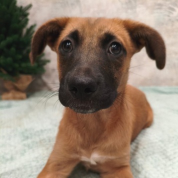 Собаки в добрые руки - Ладушка - 3