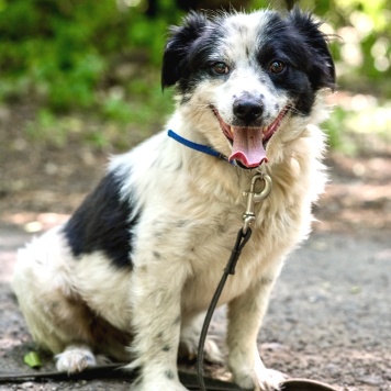Чубака - Собаки в добрые руки
