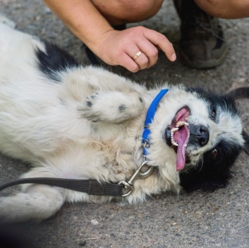 Собаки в добрые руки - Чубака - 1