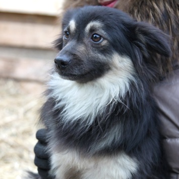 Собаки в добрые руки - Даниэль