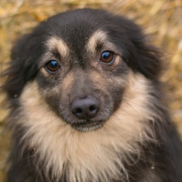 Собаки в добрые руки - Даниэль - 1