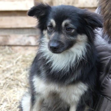 Собаки в добрые руки - Даниэль - 3