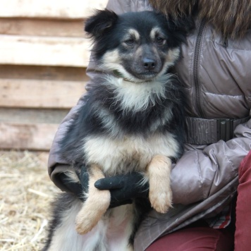 Собаки в добрые руки - Даниэль - 4