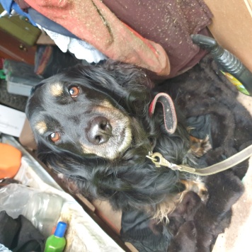 Джоник - Собаки в добрые руки