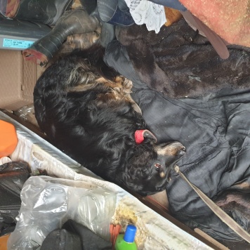 Собаки в добрые руки - Джоник - 1