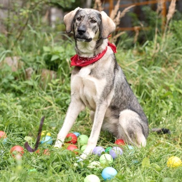 Собаки в добрые руки - Сэра