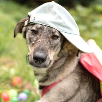 Собаки в добрые руки - Сэра - 1