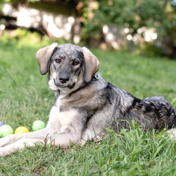 Собаки в добрые руки - Сэра - 2